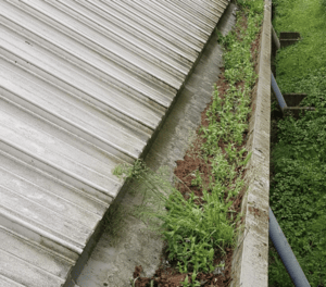 Happy customers in Woodstock who trust The Roof Moss Cleaners for gutter cleaning services